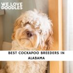Cockapoo Breeders in Alabama