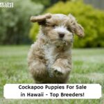 Cockapoo-Puppies-For-Sale-in-Hawaii-Top-Breeders-template