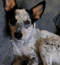 red heeler jack russell mix puppy