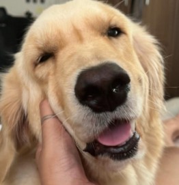 Conclusion For "Summer Cuts For Golden Retrievers"