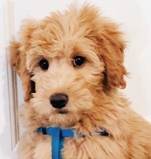Conclusion For The Best Aussiedoodle Breeders in Connecticut
