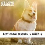 Corgi Rescues in Illinois