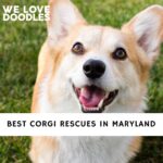 Corgi Rescues in Maryland