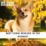 Corgi Rescues in the Midwest