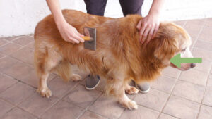 Cutting Your Golden Retriever’s Coat 