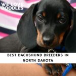 Dachshund Breeders in North Dakota