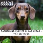 Dachshund Puppies in Las Vegas