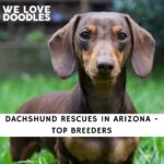 Dachshund Rescues in Arizona