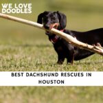 Dachshund Rescues in Houston