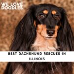 Dachshund Rescues in Illinois
