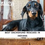 Dachshund Rescues in Indiana