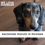 Dachshund Rescues in Michigan