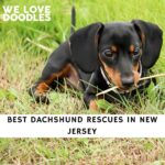 Dachshund Rescues in New Jersey