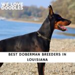 Doberman Breeders in Louisiana