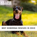 Doberman Rescues in Ohio