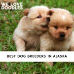 Dog Breeders in Alaska