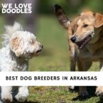 Dog Breeders in Arkansas