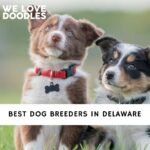 Dog Breeders in Delaware
