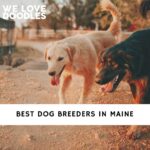Dog Breeders in Maine