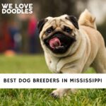 Dog Breeders in Mississippi