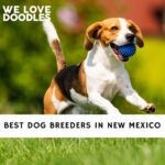 Dog Breeders in New Mexico