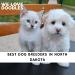 Dog Breeders in North Dakota