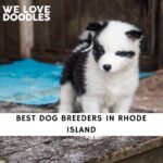 Dog Breeders in Rhode Island