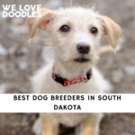Dog Breeders in South Dakota