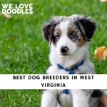 Dog Breeders in West Virginia