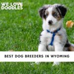 Dog Breeders in Wyoming