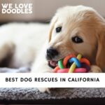 Dog Rescues in California