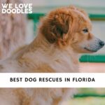 Dog Rescues in Florida