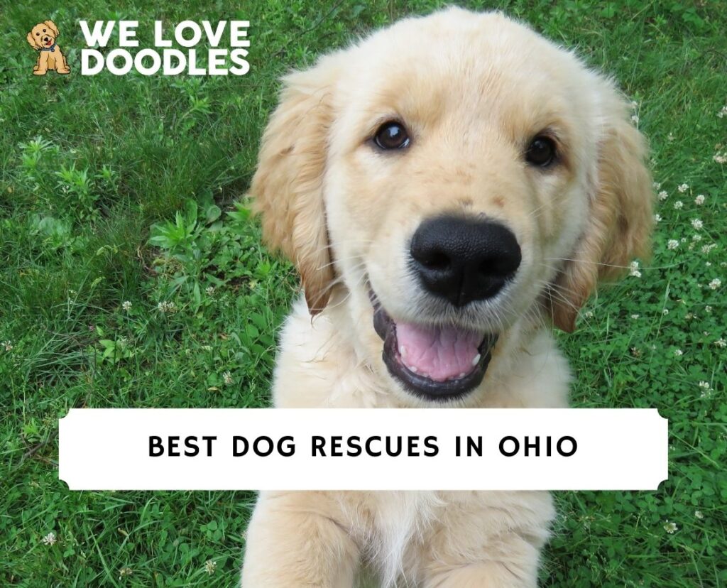 9 Best Dog Rescues in Ohio! - We Love Doodles
