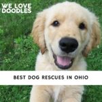 Dog Rescues in Ohio