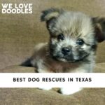 Dog Rescues in Texas