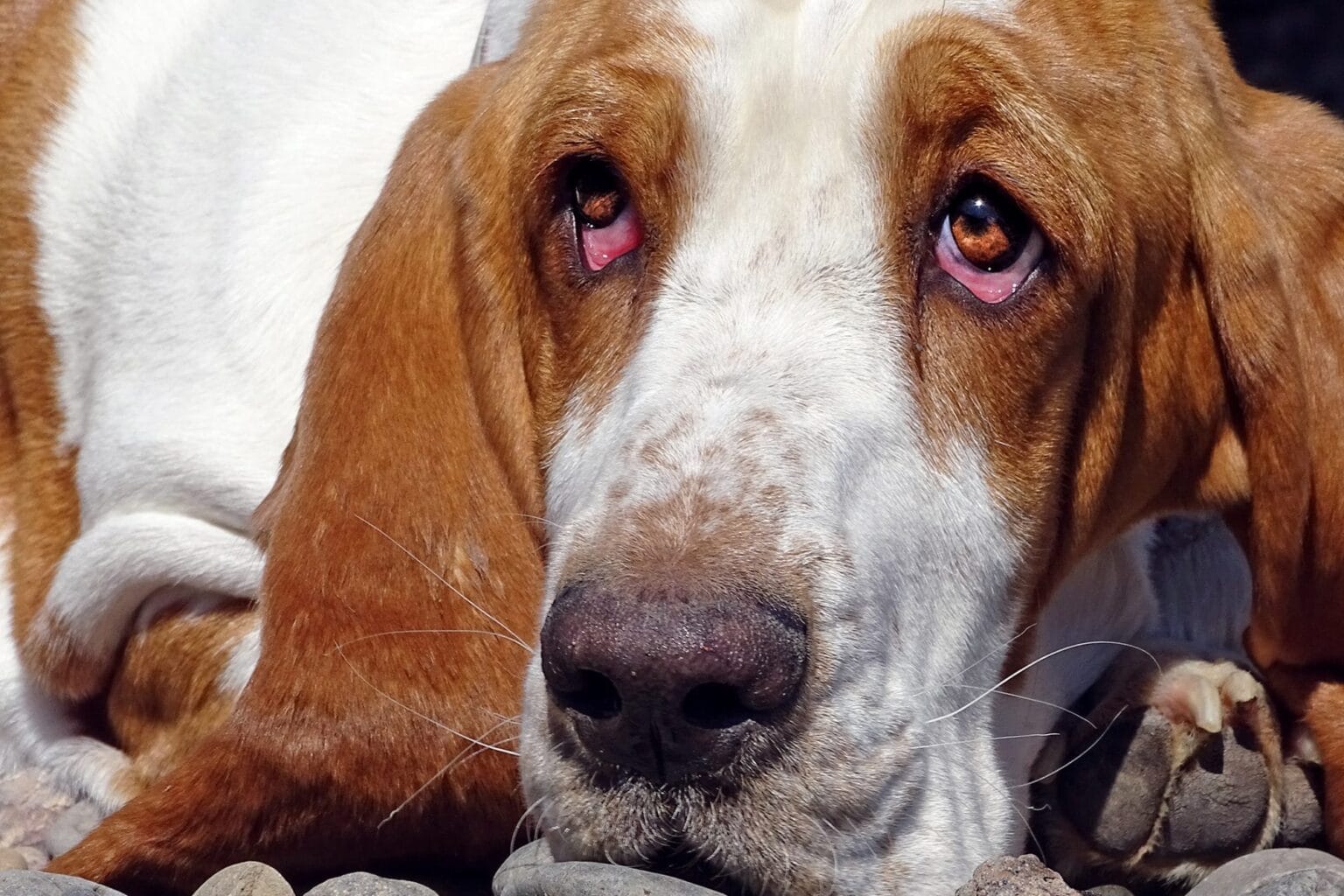 Why Is the White Part Of My Dog’s Eye Brown? - We Love Doodles