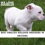 English Bulldog Breeders in Arizona