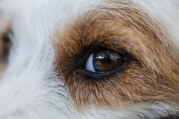 Why Is the White Part Of My Dog’s Eye Brown? - We Love Doodles