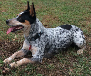 can a australian cattle dog and a rat terrier be friends