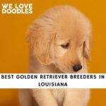Golden Retriever Breeders in Louisiana