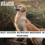 Golden Retriever Breeders in Montana