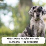 Great-Dane-Puppies-For-Sale-in-Arizona-Top-Breeders-template.