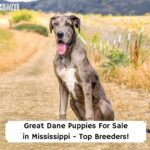 Great-Dane-Puppies-For-Sale-in-Mississippi-Top-Breeders-template