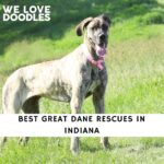 Great Dane Rescues in Indiana