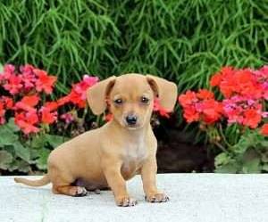 Greenfield Puppies Chiweenies Washington State
