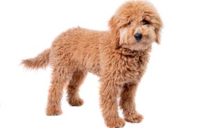 How much to 2024 feed goldendoodle puppy