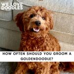 How Often Should You Groom a Goldendoodle