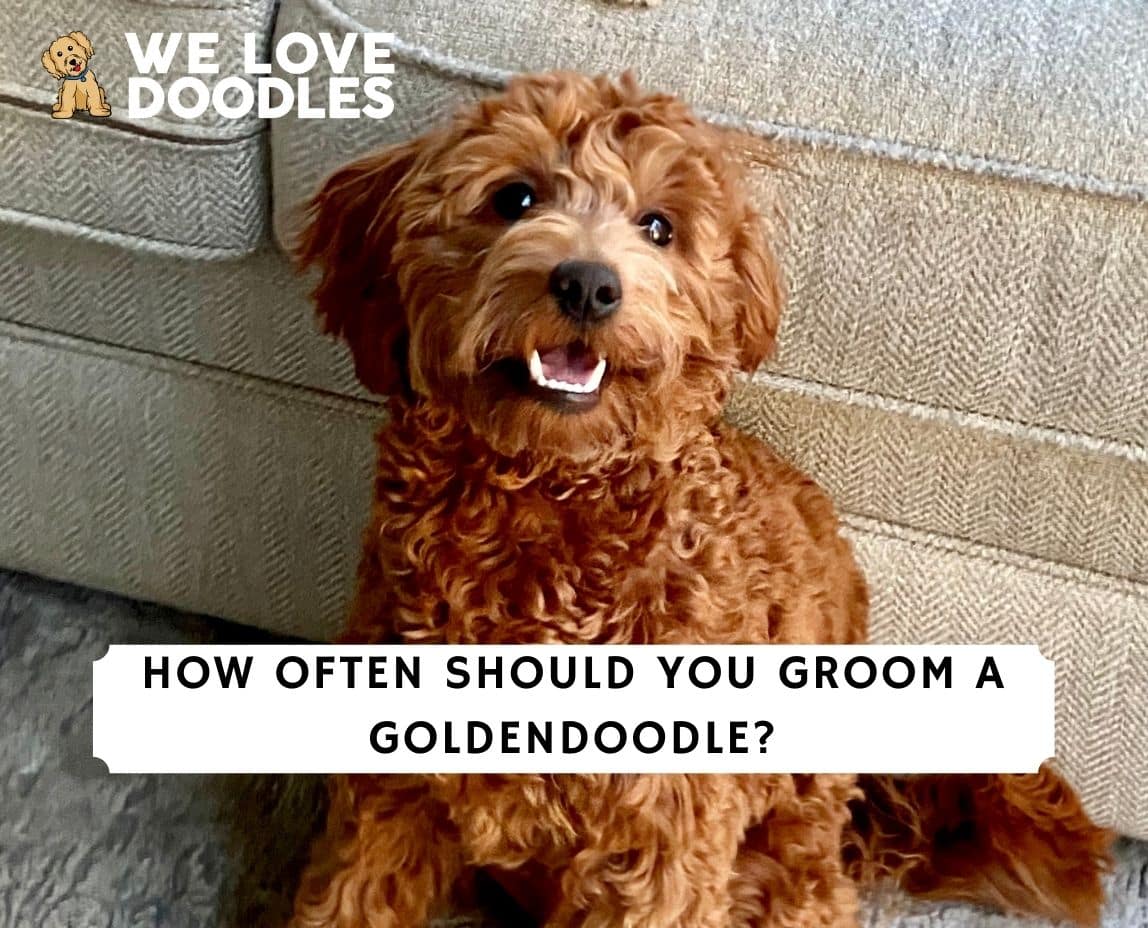 how often do you need to groom a goldendoodle