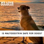 Is Maltodextrin Safe For Dogs