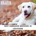 Labrador Breeders in Louisiana